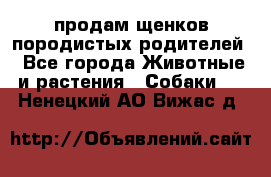 продам щенков породистых родителей - Все города Животные и растения » Собаки   . Ненецкий АО,Вижас д.